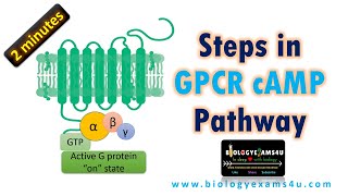 Steps in GPCR cAMP Pathway in 2 Minutes [upl. by Llekcm896]