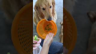 Cute Dog Gril 🐩🐩 moment videos 2022 🐕‍🐕 dogs ears Compilation 324 [upl. by Laikeze865]