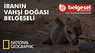 İranın Vahşi Dünyası Belgeseli  Türkçe Dublaj [upl. by Kinzer]