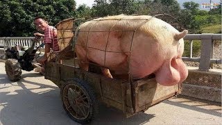 WOW Amazing Biggest Pig in The World  New Agriculture Technologies [upl. by Haroun999]