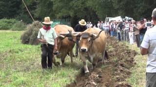 Les boeufs de la fête de Chamorin [upl. by Inele]