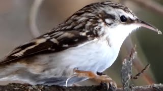 Brown creeper bird [upl. by Ornas312]