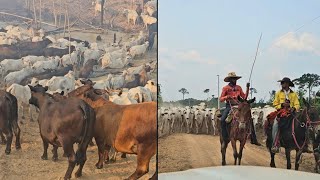 INCÊNDIO QUEIMOU A PASTAGEM😰 RETIRANDO O GADO PARA A NOVA FAZENDA [upl. by Acire]