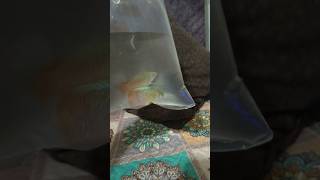 Finally Bought Gourami Fish For My Aquarium ytshorts short [upl. by Ifar365]