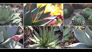 Six Great Agaves for Your Garden with Kelly Griffin [upl. by Lorac684]