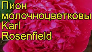 Пион молочноцветковый Карл Розенфельд Краткий обзор описание paeonia lactiflora Karl Rosenfield [upl. by Adnawat568]