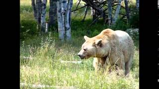 ours grizzlis et kodiak grizzly and kodiak bears Zoo sauvage de St Félicien [upl. by Alihs]