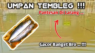 UMPAN IKAN MAS LARANGAN  JANGAN DI PAKAI [upl. by Grunberg387]