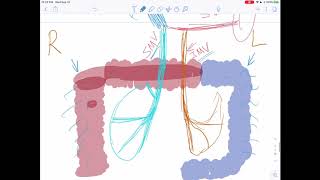 Retroperitoneal Anastomosis ColicRetzius veins Portocaval system part 4 [upl. by Riddle863]