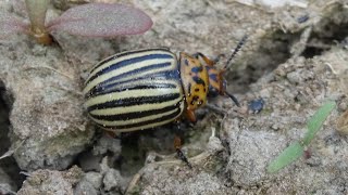 Leptinotarsa decemlineata  Say 1824  Chrysomelidae  Doryphore de la pomme de terre [upl. by Niar]