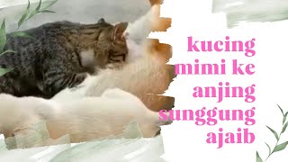 kucing mimi ke anjing sungguh ajaib dan lucu [upl. by Galatea296]