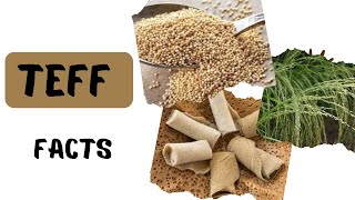 Teff Facts  Super Food A Tiny Grain with Tremendous Potential [upl. by Bergh755]