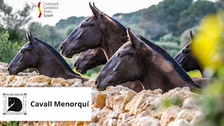 Le cheval PURA RACE MENORQUINA  PERLE NOIRE [upl. by Ardnalahs]