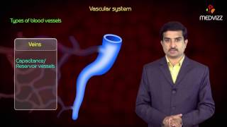 Types of Blood vessels  Arteries  Arterioles  Capillaries  Venules  Veins [upl. by Sorazal]