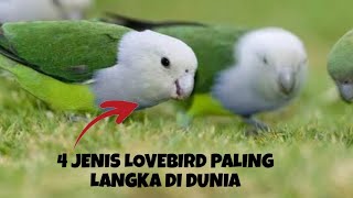 4 JENIS LOVEBIRD PALING LANGKA DI DUNIA [upl. by Mayrim]