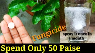 How to Use Apple Cider Vinegar to Stop Fungus Gnats in Vegetable amp House Plants Set Up Examples [upl. by Arhat]