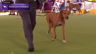 Rhodesian Ridgebacks  Breed Judging 2024 [upl. by Silvano]