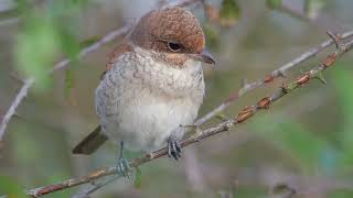 Grauwe Klauwier juveniel  omgeving Landschotse Heide 1292024 [upl. by Unhsiv]