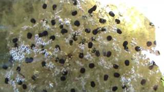 Green frog eggs [upl. by Hgielsa790]