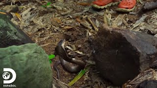 Un encuentro con una peligrosa cobra en la jungla  Dentro de Wild Frank  Discovery en español [upl. by Drice815]