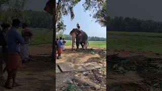 തുമ്പി നിലത്തടിച്ചു ഗോപു Nandilath gopalakrishan 🐘 kerala elephant [upl. by Ahsiel]