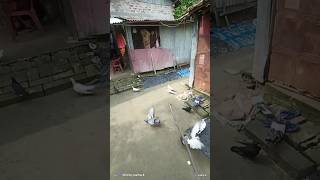 বাজির পায়রা খেলা টা দেখুন goodqualitypigeonviralpigeons pigeon কবুতর pigeonmarket pigeonlover [upl. by Afrika]