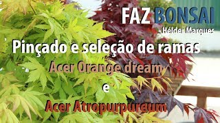 Pinçado e seleção de ramas  Acer Orange dream e Acer Atropurpureum [upl. by Eiznyl]