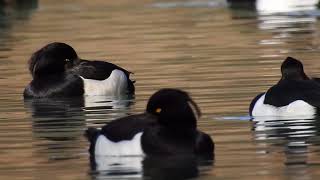 Les fuligules morillons tournent en rond [upl. by Quartus]