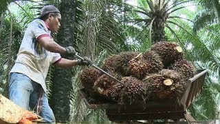 Malaysia works to combat environmental concerns about palm oil [upl. by Eiramlehcar]