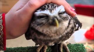 Cutest owl ever northern saw whet owl [upl. by Gwenora]