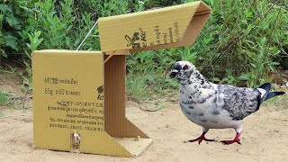 Simple Quick Pigeon Trap Using Cardboard Box And Wood  Easy Method Bird Trap [upl. by Stevie711]