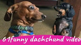 61 Funny Dachshund Dogs Videos Instagram Funny And Cute Dachshund Dog Try Not laugh Videos [upl. by Moyers997]