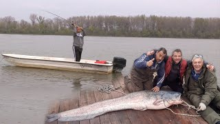 Pecanje na Savi i Dunavu kod Beograda  Pecanje soma smuđa bele ribe  Fishing catfish zander [upl. by Barrett]