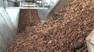 Walnuts Australia Orchard and Processing Promotional video [upl. by Shulock]