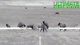 Thermal Predator Hunting  100 Coyotes Down  O’Neill Ops amp Trijicon [upl. by Aelgna]