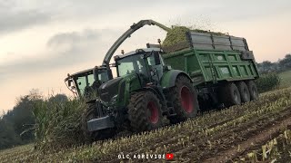 Claas Jaguar 950 de lETA Plougastel en action dans les maïs 2021 [upl. by Ybrek226]