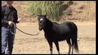 Training the Therapy Horse [upl. by Fatimah]