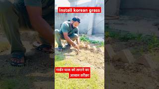 Lawn grass installation गार्डन घास।LawnGardening grasskoreangrass [upl. by Kaja]