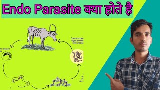 What are endo parasites in animals [upl. by Pinette]