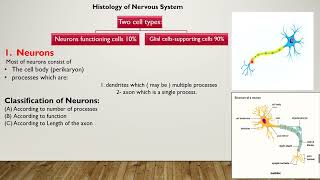 Nervous tissue histology  First year part 1 [upl. by Anires217]