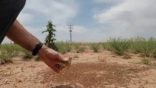 Horny Toads  Texas Horned Lizard and their habitat [upl. by Annairt]