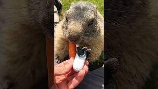 A good view and a good munch 😎 Insta360 marmot funny memes pov wildlife mukbang shorts fyp [upl. by Gilchrist]