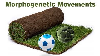 Types of morphogenetic movements I Epiboly I Emboly I Gastrulation I Development Biology I Q amp A [upl. by Ardnnaed]