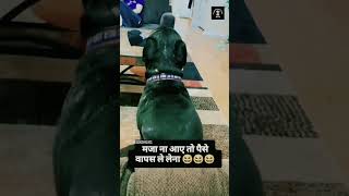 ha ha ha video attending ytshorts comedy funny 🤣🤣🤣😂 [upl. by Nazarius773]