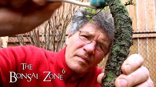 Pruning my Collected Larch Bonsai The Bonsai Zone April 2019 [upl. by Aleac]