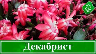 Уход за декабристом в домашних условиях  Флористикс Инфо [upl. by Jasmin65]