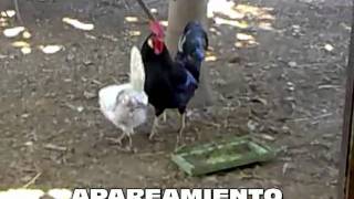 Apareamiento de gallos y gallinas [upl. by Adnema789]