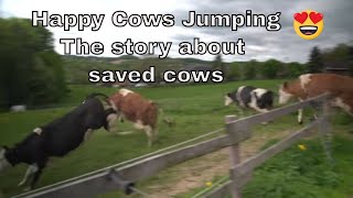 Happy Saved Cows Jumping for joy [upl. by Darelle]