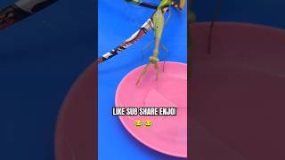 Oakley lemme know 😀😂 Alfredo is gonna be a star lol prayingmantis oakley shorts shortsfeed [upl. by Nebur]