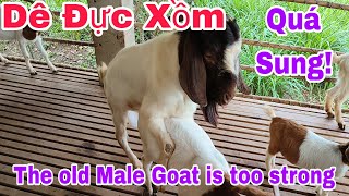 Dê Đực Xồm quá Sung nhảy liên tục không nghỉThe old Male Goat is too strong [upl. by Norven]